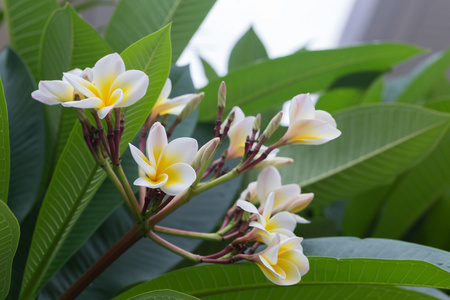 白色素馨花热带花卉，鸡蛋花盛开