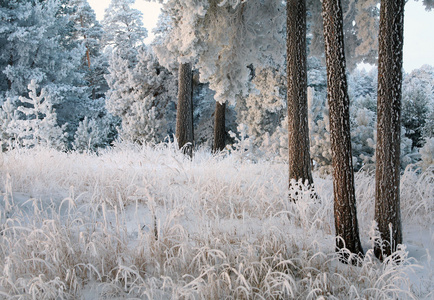 下雪的冬天俄罗斯