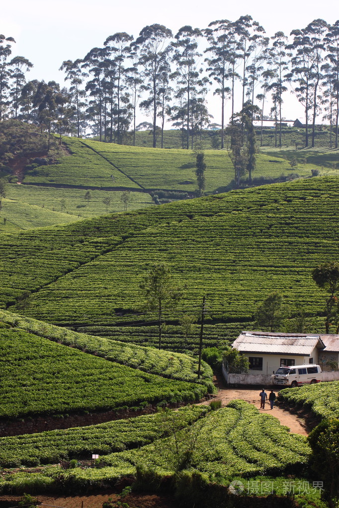 斯里兰卡红茶人工林山