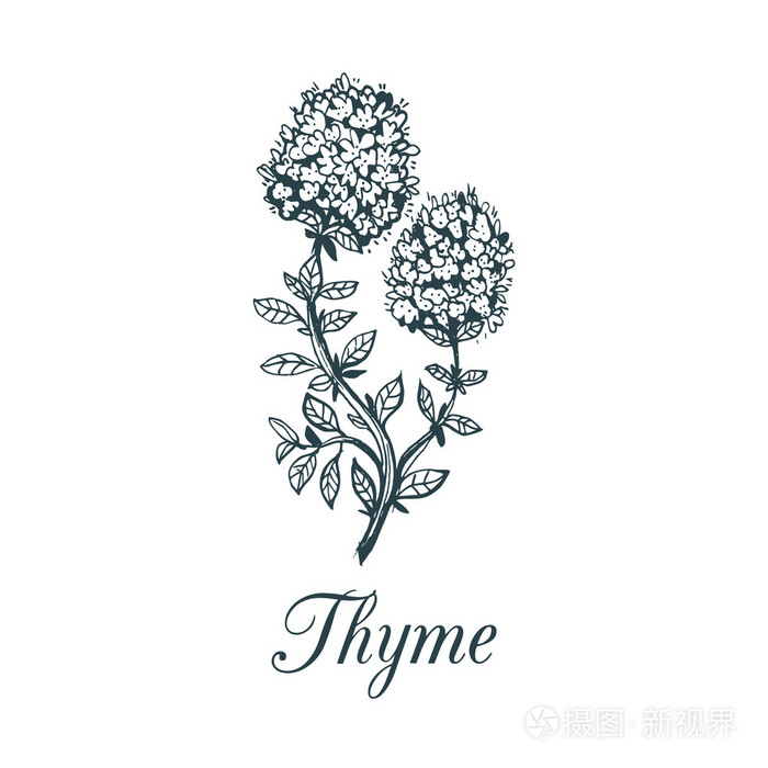 有花的百里香植物插画-正版商用图片1n4zby-摄图新视界