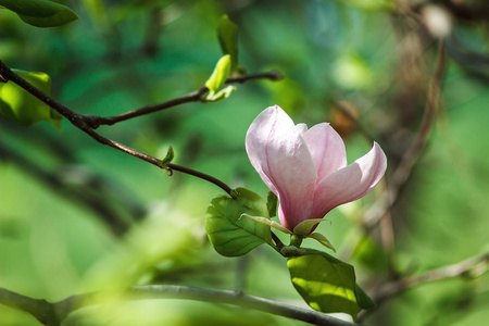 春玉兰花自然抽象软花背景图片