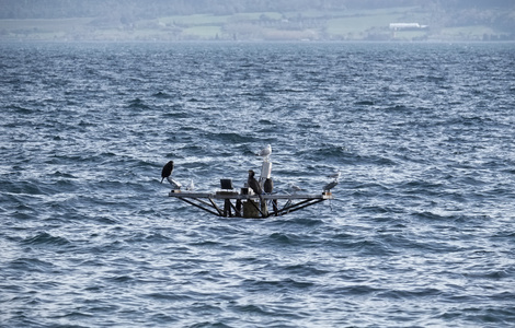 意大利 拉齐奥 布拉恰诺湖 罗马 海鸥和 cormorans 在一个平台上