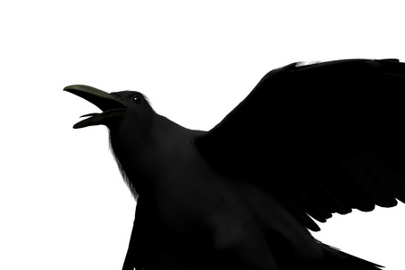 孤立在白色背景上的黑乌鸦