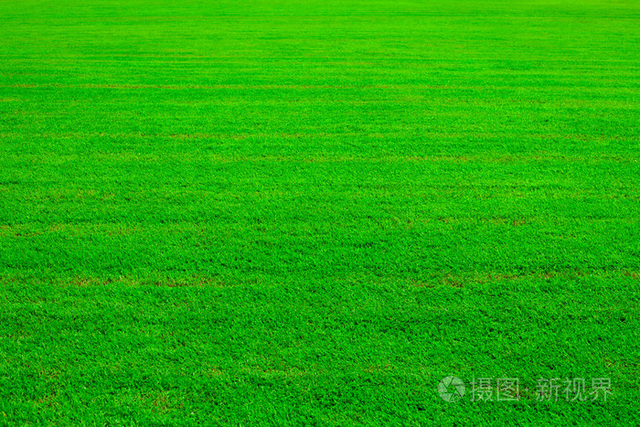 绿色草坪背景