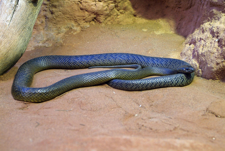 澳大利亚，动物学，蛇