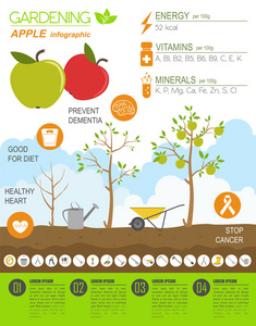 园艺工作，农业信息图表。苹果。图形模板。佛罗里达州