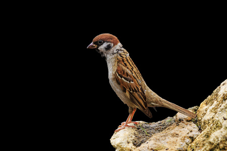 一个黑色的背景上孤立的欧亚树麻雀照片