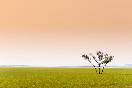 中间的海草棵孤独的树