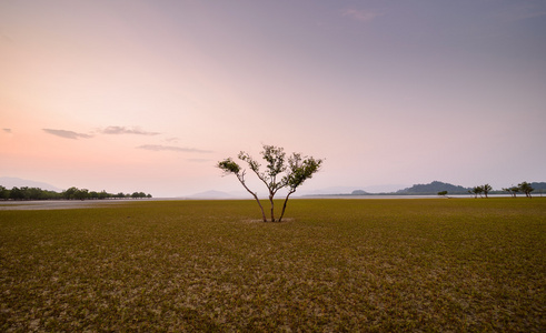 中间的海草棵孤独的树