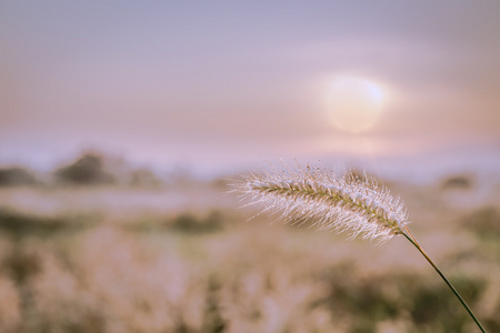 草花与早晨的阳光