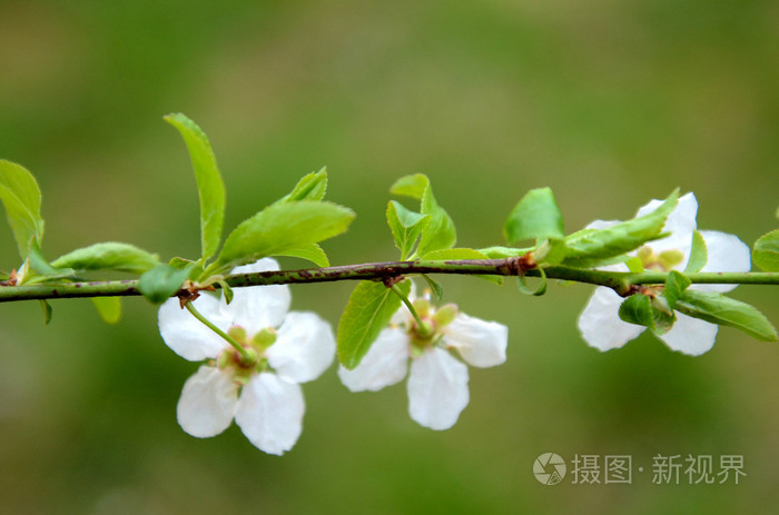 春天樱花树的树枝上
