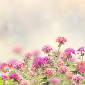 老鹳草鲜花背景