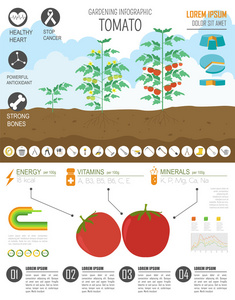 园艺工作，农业信息图表。番茄。图形模板。F