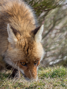 红狐狸 Vulpes vulpes 跟踪和嗅探