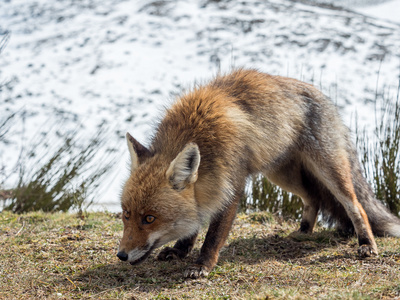 可爱的红狐狸 Vulpes vulpes 亨特准备