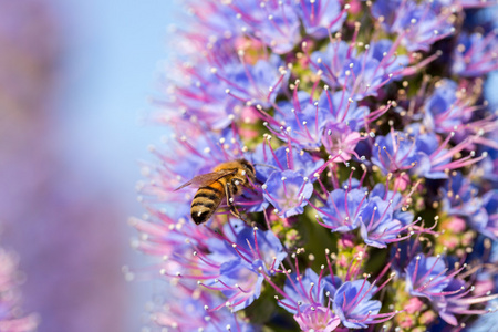 对骄傲的马德拉 Echium 白亮独活 花蜂 Anthophila