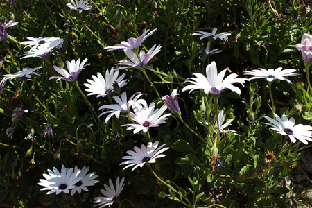 Osteospermum 白花