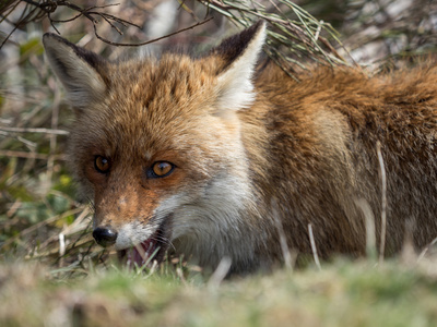 红狐狸 Vulpes vulpes 隐藏