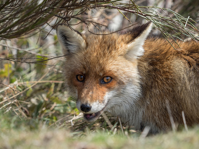 红狐狸 Vulpes vulpes 隐藏