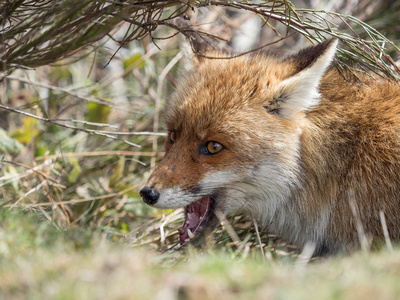 红狐狸 Vulpes vulpes 隐藏