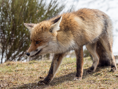 红狐狸 Vulpes vulpes 特写走