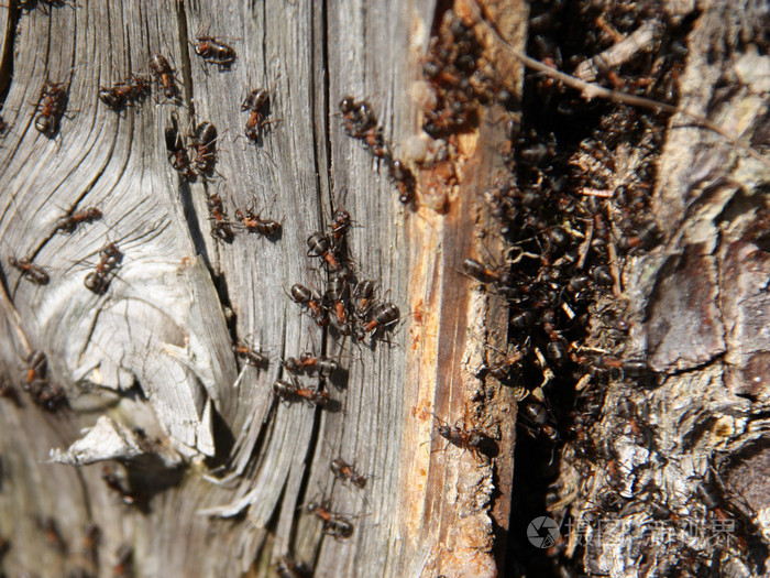 蚂蚁上树树干照片-正版商用图片1n5ale-摄图新视界