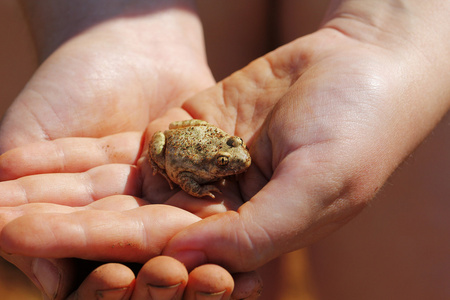 人类的双手托着一只小青蛙
