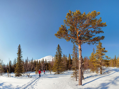 在晴朗的冬日景观越野滑雪的全景视图