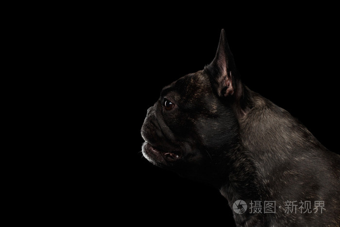 配置文件视图分离黑色特写法国斗牛犬狗