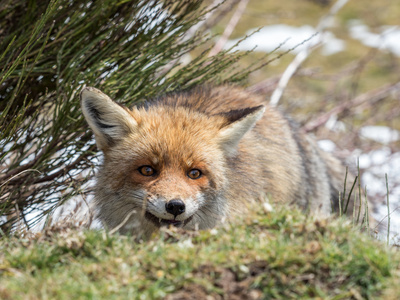 红狐狸 Vulpes vulpes 隐藏和快乐