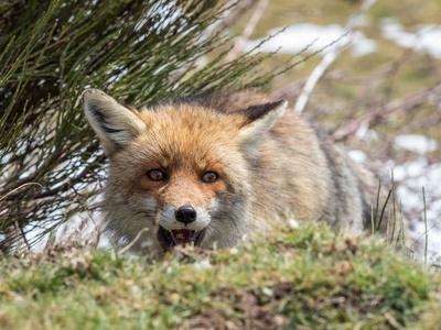 红狐狸 Vulpes vulpes 隐藏和快乐