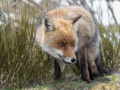 可爱红狐狸 Vulpes vulpes 在草地上