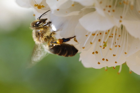 樱桃树花，蜜蜂的授粉