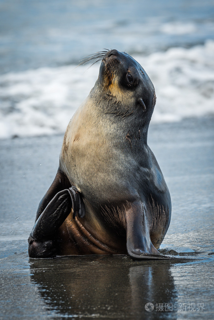 南极软毛海豹在湿的沙滩上