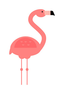 酷粉色装饰平可爱美丽火烈鸟异国动物园