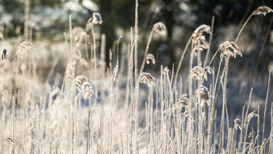 冬季结霜的草