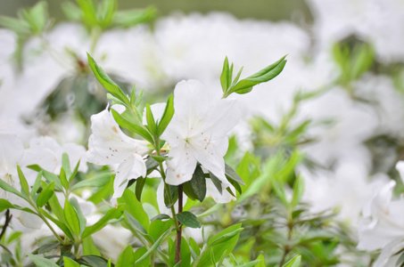 美丽的白色杜鹃花