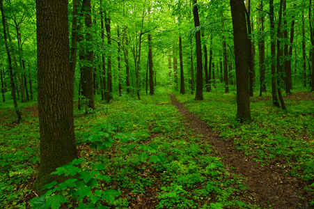 den grna skogen绿色森林