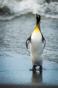 王企鹅伸出鳍状肢上海滩