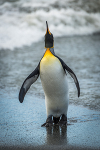 查找在湿的沙滩上的国王企鹅