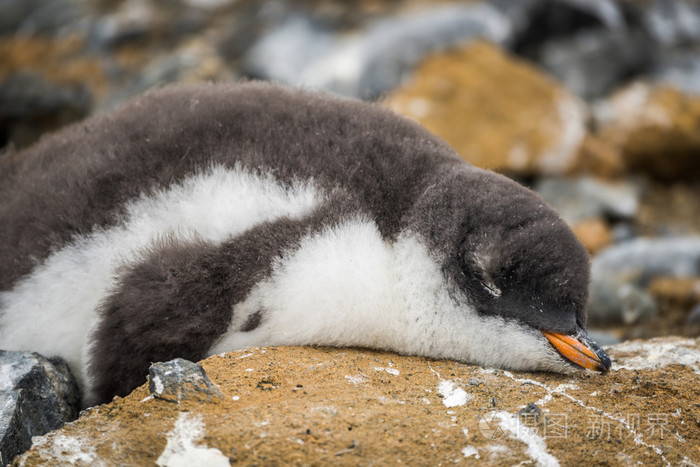 阿德利企鹅与鸟粪的石头上睡着了
