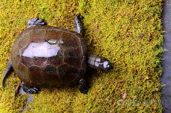 欧洲的沼泽龟