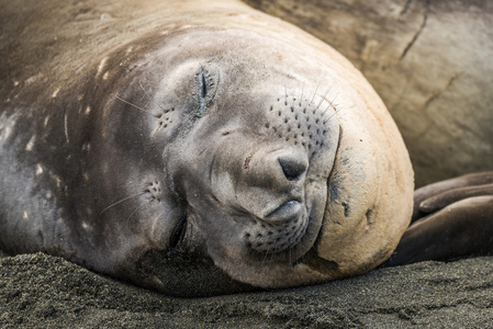 在海滩上睡着了的象海豹的特写镜头