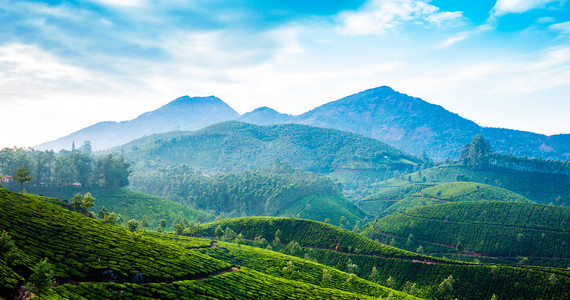 在印度的茶叶种植园