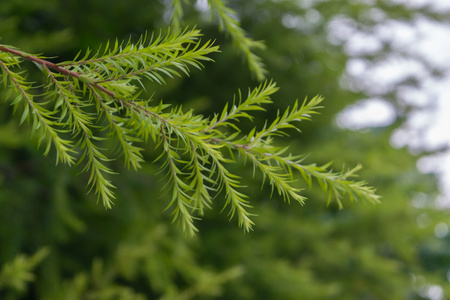 松树叶子线稿图片