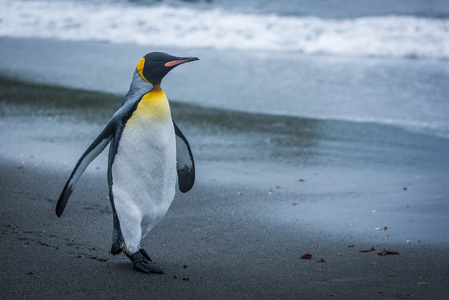 在海洋旁边走在海滩上的国王企鹅