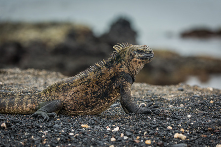 海鬣蜥躺在海滩上的特写镜头