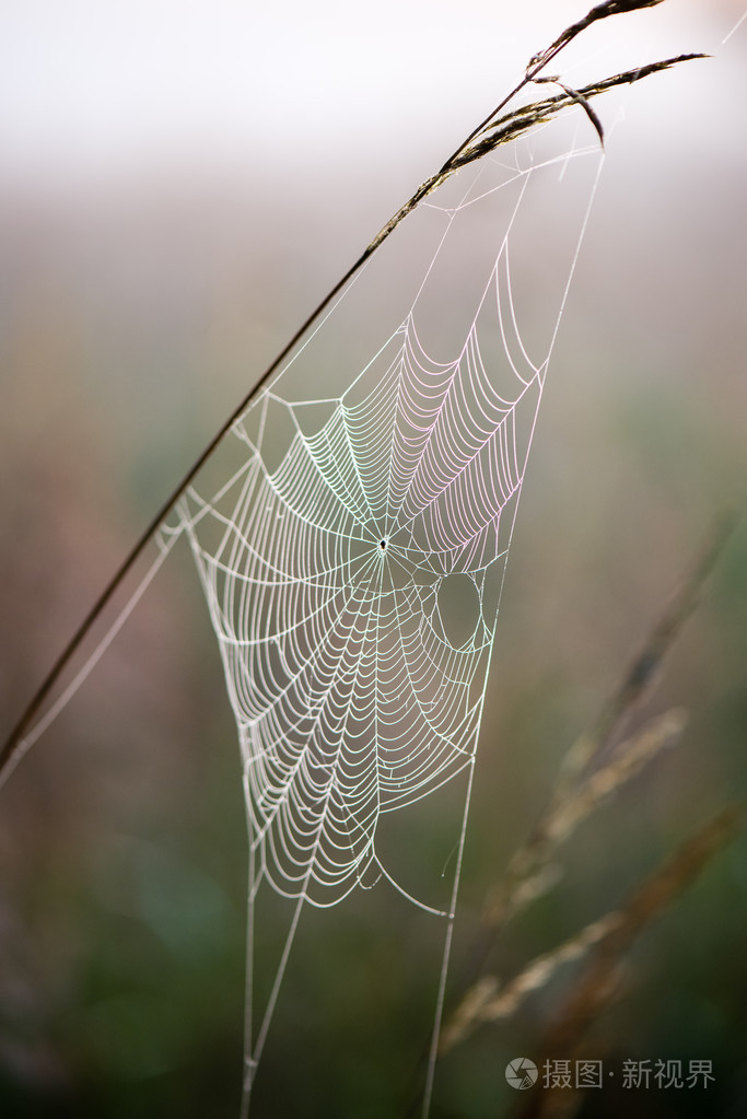 在秋天的美丽蜘蛛网