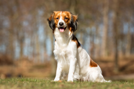 Kooikerhondje 狗在户外