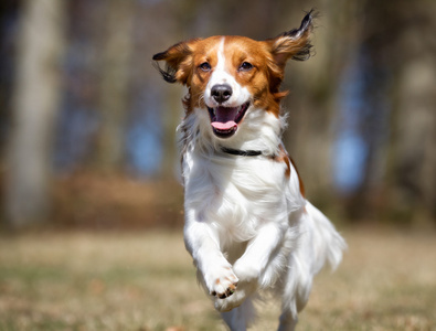 Kooikerhondje 狗在户外